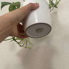 【観葉植物】ポトス🌱の画像
