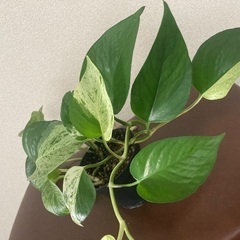 【観葉植物】ポトス🌱の画像