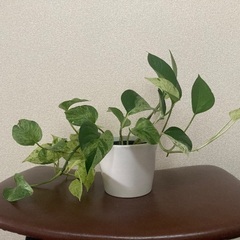 【観葉植物】ポトス🌱の画像
