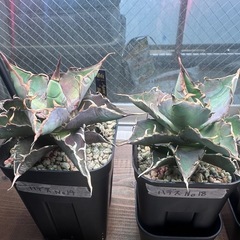 アガベハデスチタノタの画像
