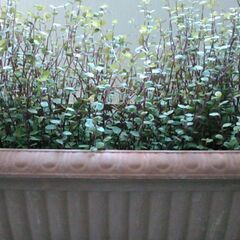 観葉植物+プランターの画像