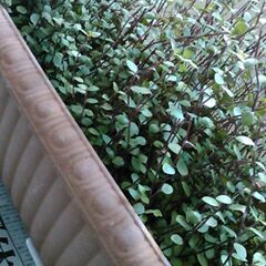 観葉植物+プランターの画像