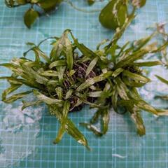 ミクロソリウム　ランジャウエンティマウ　オマケ付き　水草　の画像