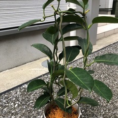 🪴観葉植物　『フィカス　ベンジャミン』（土植え）の画像