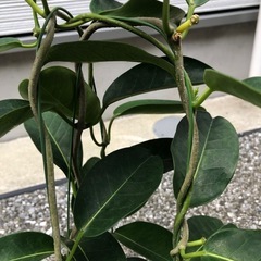 🪴観葉植物　『フィカス　ベンジャミン』（土植え）の画像