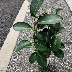 🪴観葉植物　『フィカス　ベンジャミン』（土植え）の画像