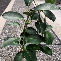 🪴観葉植物　『フィカス　ベンジャミン』（土植え）の画像
