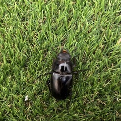 ギラファノコギリクワガタ成虫♀2匹の画像