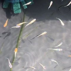 【10匹ちょい】凛華ダルマ…になりたいよー(＞人＜;)の画像
