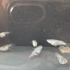 サンセット極龍ダルマ🐟3ペアの画像