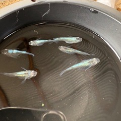 サンセット極龍ダルマ🐟3ペアの画像