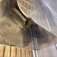 ヒメタニシ【ビオトープ、熱帯魚水槽、メダカ水槽】の画像