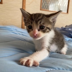 猫里親募集