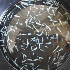 青ミユキメダカの画像
