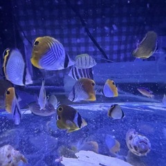 近海産海水魚(ハンドコート)の画像