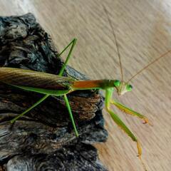天然オオカマキリ　♂単品の画像