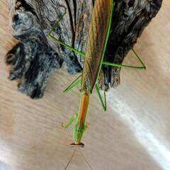 天然オオカマキリ　♂単品の画像