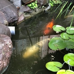 鯉