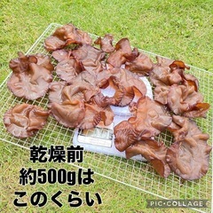 ①【出来たて】乾燥キクラゲ 36gの画像