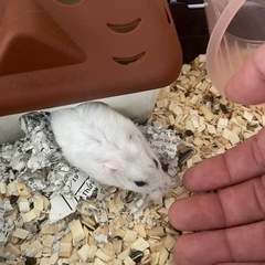 ハムスター − 愛知県