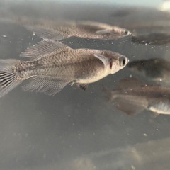 今日のみ✨オロチ光✨画像から20匹✨の画像