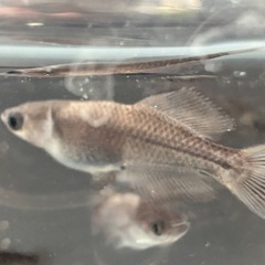 今日のみ✨オロチ光✨画像から20匹✨の画像