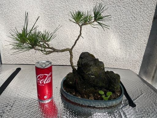 黒松 小型盆栽