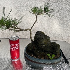 黒松 小型盆栽の画像