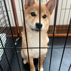 5ヶ月柴犬メスです🐶