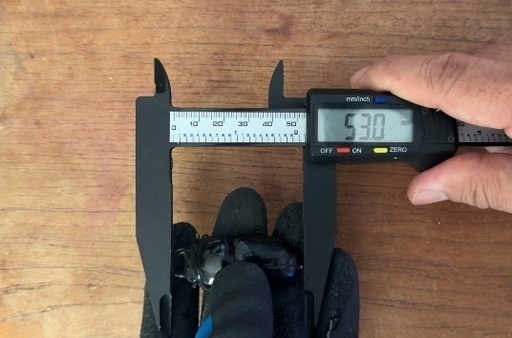 即ブリード可　オオクワガタ　未使用個体ペア　