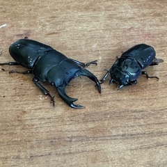 即ブリード可　オオクワガタ　未使用個体ペア　の画像