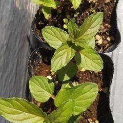 ❤️🌱ミントの苗2種セット(チョコレートミント&モヒートミント)🌱❤️ハーブの苗・ガーデニング・園芸・植物・花・栽培の画像