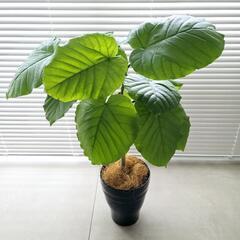 ◼️フィカスウンベラータ◼️5号陶器鉢　60センチの画像