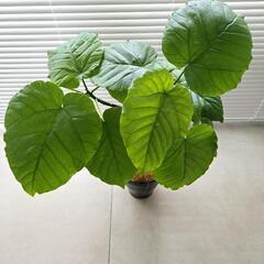 ◼️フィカスウンベラータ◼️5号陶器鉢　60センチの画像