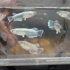 店舗済　めだか　エメキン【現物】の画像