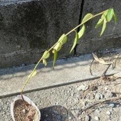 花桃の苗の画像