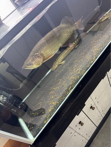 1200水槽、水槽台セット