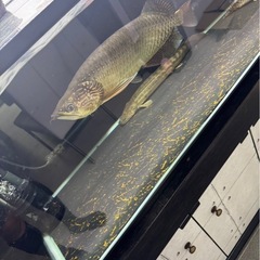 1200水槽、水槽台セットの画像