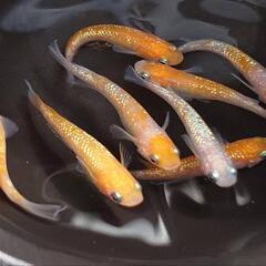 店舗済　めだか　王華【現物】の画像