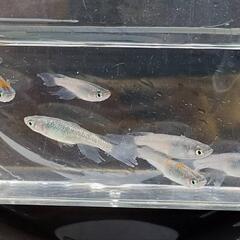 めだか　フリーダム【現物】の画像