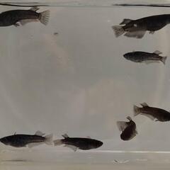めだか　ﾐｯﾄﾞﾅｲﾄﾌﾘﾙ漆黒【現物】の画像