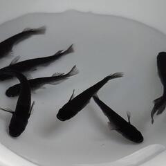 めだか　ﾐｯﾄﾞﾅｲﾄﾌﾘﾙ漆黒【現物】の画像