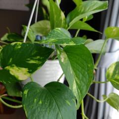 観葉植物🪴ポトスの画像