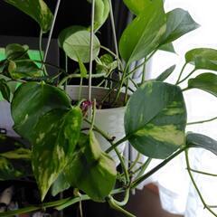 観葉植物🪴ポトスの画像