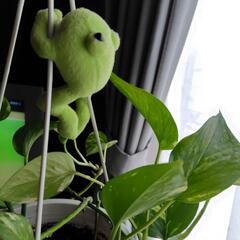 観葉植物🪴ポトスの画像