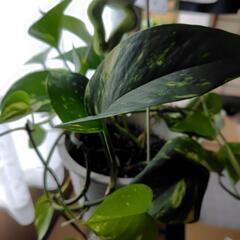 観葉植物🪴ポトスの画像