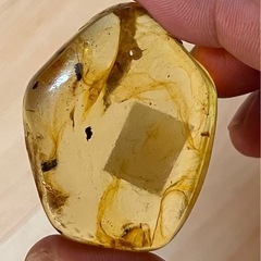 琥珀　アリ🐜　5匹の画像