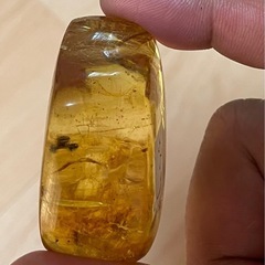 琥珀　アリ🐜　5匹の画像