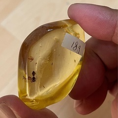琥珀　アリ🐜1匹の画像