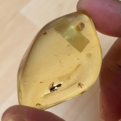 琥珀　アリ🐜1匹の画像
